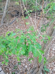 Sarcomphalus amole