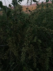 Salpianthus purpurascens