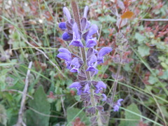 Salvia sclareoides