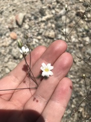 Eremogone ferrisiae