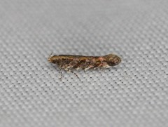 Aristotelia rubidella