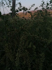 Salpianthus purpurascens