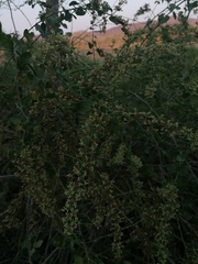 Salpianthus purpurascens