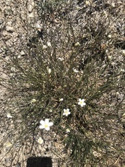 Eremogone ferrisiae