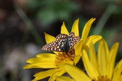 Euphydryas editha