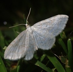 Asthena albulata