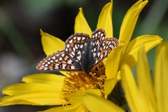 Euphydryas editha