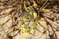 Pelargonium longifolium