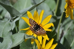 Euphydryas editha