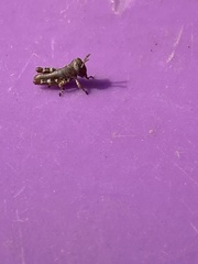 Melanoplus punctulatus