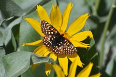Euphydryas editha