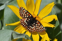 Euphydryas editha