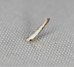 Argyresthia subreticulata