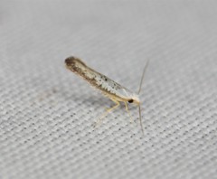 Argyresthia subreticulata