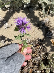 Monardella sinuata nigrescens