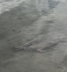 Catostomus catostomus