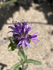 Monardella sinuata nigrescens