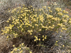 Acamptopappus