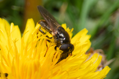 Cheilosia bergenstammi