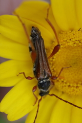 Stenopterus mauritanicus
