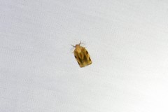 Choristoneura fractivittana