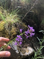 Erysimum linifolium