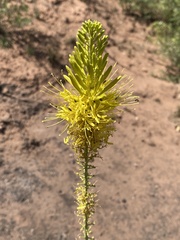 Stanleya pinnata