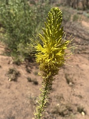 Stanleya pinnata