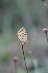 Lycaena bleusei
