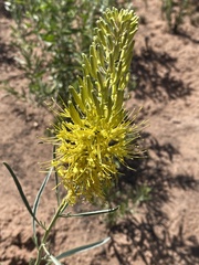 Stanleya pinnata