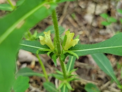 Triosteum angustifolium