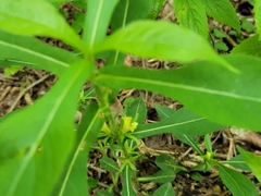 Triosteum angustifolium