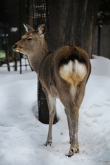 Cervus nippon yesoensis