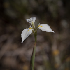 Moraea albicuspa