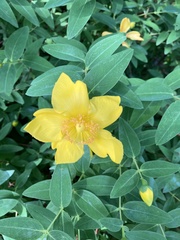 Hypericum patulum