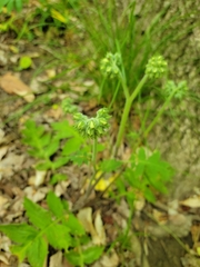 Hydrophyllum macrophyllum