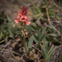 Indigofera dimidiata