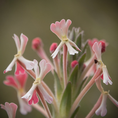 Zaluzianskya microsiphon