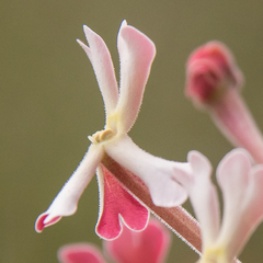 Zaluzianskya microsiphon