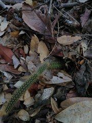 Acanthocereus hesperius