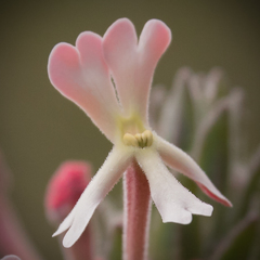 Zaluzianskya microsiphon