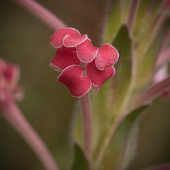 Zaluzianskya microsiphon