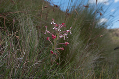 Zaluzianskya microsiphon