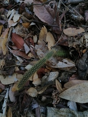 Acanthocereus hesperius