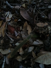 Acanthocereus hesperius