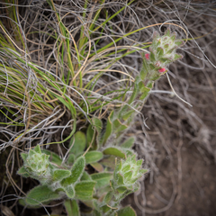 Zaluzianskya microsiphon