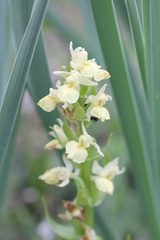 Dactylorhiza insularis
