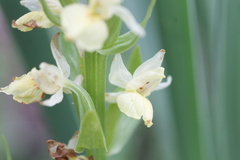 Dactylorhiza insularis