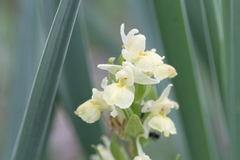 Dactylorhiza insularis