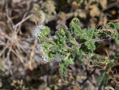 Phacelia rupestris